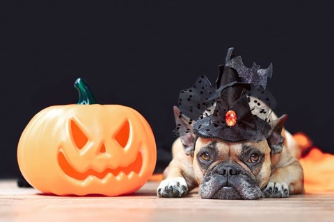 French Bulldog dog with Halloween costume witch hat next to carved pumpkin lying down in front of