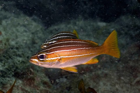Eight-striped grunt (Parapristipoma octolineatum)