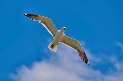 A gull spreads its wings and flies high in the blue sky, Great Black-backed Gull (Larus marinus),