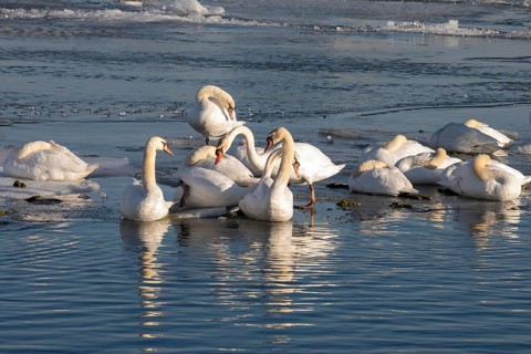 Detroit, Michigan - Mute swans (Cygnus olor) on the ice in the Detroit River in late winter. Mute