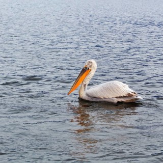 A single Dalmatian pelican (Pelecanus crispus), birdwatching, Lake Kerkini, Central Macedonia,