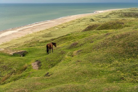 Horses in the Svinklovene dunes at Jammer Bay, Fjerritslev, Denmark
