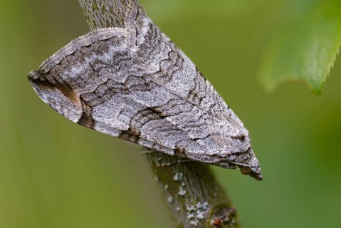 Aplocera plagiata, defoliating moth, large St. John's wort tensioner, Saint John's wort inchworm,