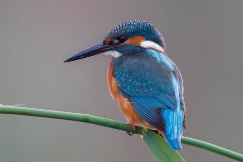 Common Kingfisher (Alcedo atthis) male perched on reed, North Rhine-Westphalia, Germany