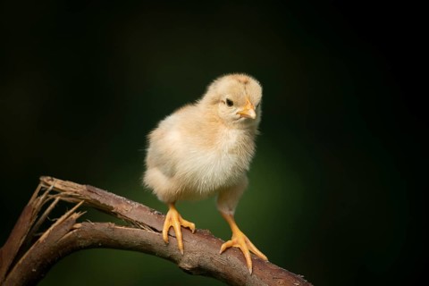 Newborn chick standing on a tree branch