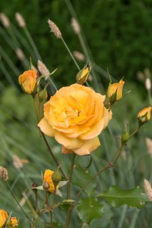 Shrub rose (Rosa SAHARA), Trädgarden Föreningen, Sweden