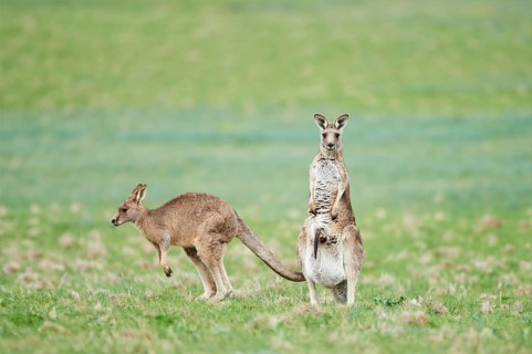 Eastern grey kangaroos (Macropus giganteus) wildlife on a meadow in Australia