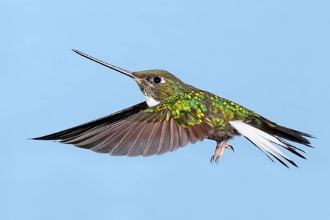 Collared Inca (Coeligena torquata), Costa Rica