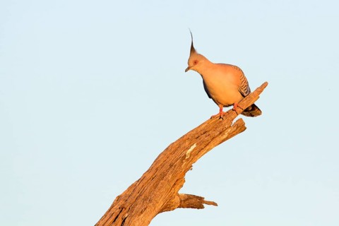 Crested Pigeon (Ocyphaps lophotes), Victoria, Australia