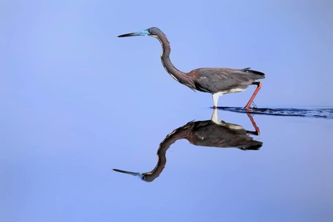 Tricoloured Heron (Egretta tricolor), adult, in the water, foraging, Merritt Island, Black Point