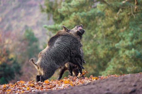 Two wild boar or wild pig (Sus scrofa) fight on an opening