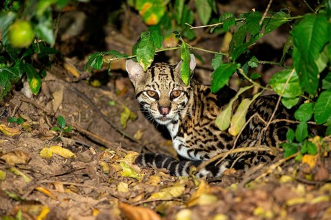 Ocelot (Felis pardalis) Pantanal Brazil