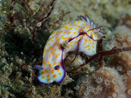Vividly patterned yellow nudibranch with purple accents, magnificent star snail (Hypselodoris