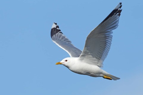 Mew Gull (Larus canus) flying, Finnmark, Norway