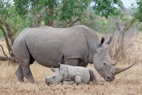 Southern white rhinoceros (Ceratotherium simum simum), adult female standing with resting young, in