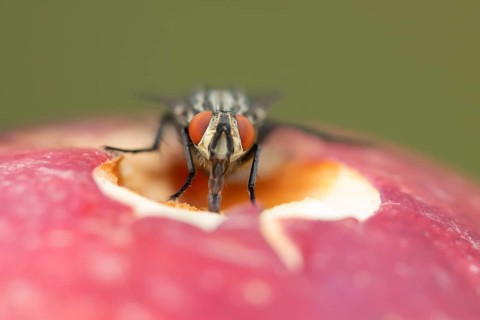Flesh fly (Sarcophaga crassipalpis) adult insect on a fallen apple fruit in a garden in summer,