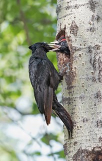 Black Woodpecker (Dryocopus martius) feeding young at nest hole in tree, Aosta Valley, Italy