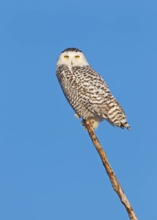 Snowy Owl (Bubo scandiacus), Ohio, USA