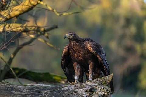 One golden eagle (Aquila chrysaetos) sitting on a broken and rotting log with fall foliage in the