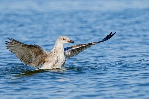 Juvenile herring gull (Larus argentatus) spreading wings while landing on the sea surface, Poland