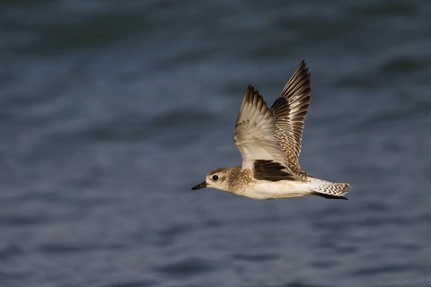 Grey Plover (Pluvialis squatarola) flying, Oman