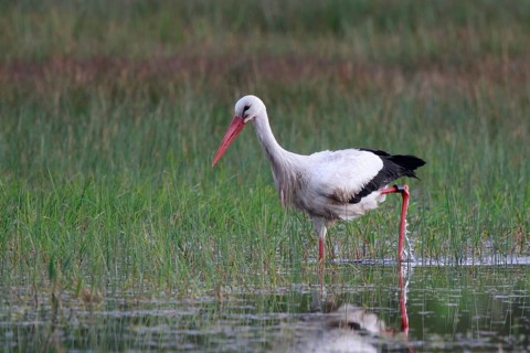 White Stork (Ciconia ciconia) male foraging, North Rhine-Westphalia, Germany