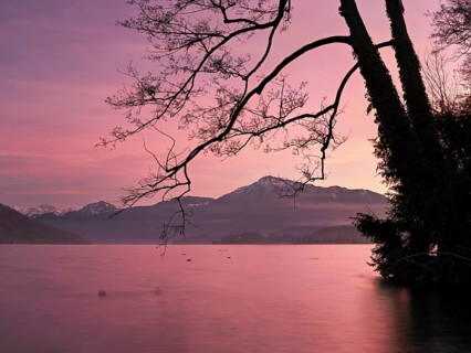 Evening atmosphere on Lake Zug with a tree with ivy in the foreground and the snow-covered Rigi in