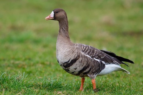Greater White-fronted Goose (Anser albifrons), North Rhine-Westphalia, Germany