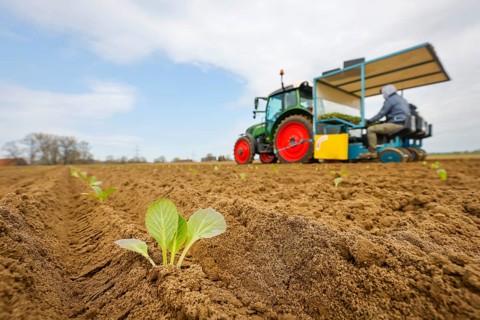 Welver, Soest district, Sauerland, North Rhine-Westphalia, Germany - Vegetable cultivation, field