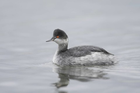 Black-necked Grebe (Podiceps nigricollis), California, USA