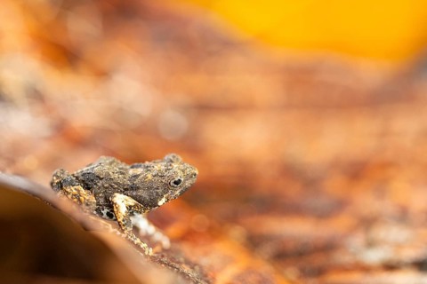 Dart frog (Diasporus diastema), frogs (Rana), Costa Rica