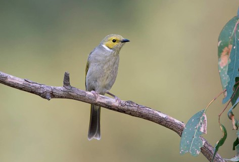 White-plumed Honeyeater (Ptilotula penicillata), Victoria, Australia