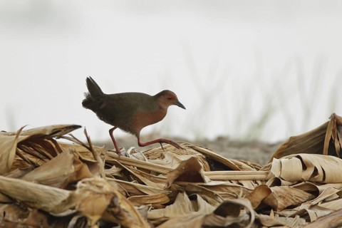 Ruddy-breasted Crake (Porzana fusca), Thailand