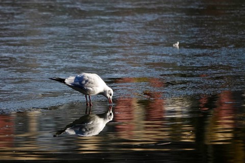 Seagull reflected in a lake, Winter, Germany
