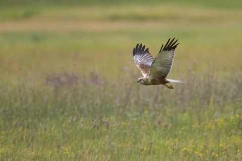 Western Marsh Harrier (Circus aeruginosus) flying, Hungary