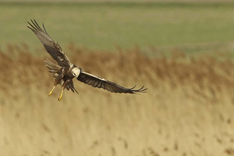 Western Marsh Harrier (Circus aeruginosus) female flying, Rhineland-Palatinate, Germany