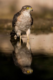Eurasian Sparrowhawk (Accipiter nisus) at a waterhole, Subotica, Serbia