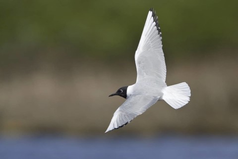 Bonaparte's Gull (Chroicocephalus philadelphia) flying, Manitoba, Canada