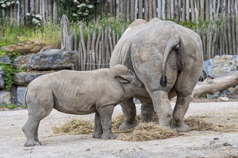 Female white rhinoceros (Ceratotherium simum), white rhino mother suckling baby calf in zoo