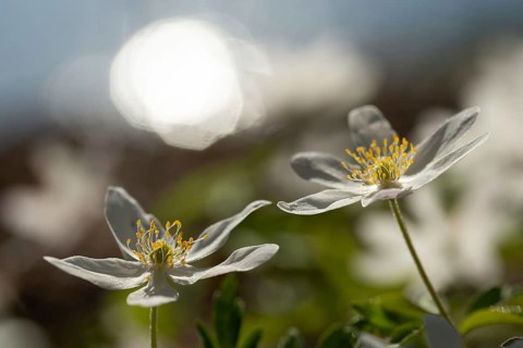 Anemone nemorosa, wood anemone, European thimbleweed, buttercup family, ranunculaceae, flora,