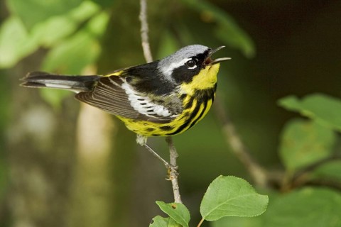 Magnolia Warbler (Setophaga magnolia) singing, Ontario, Canada