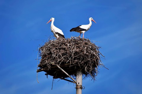 Two storks in a nest against a clear blue sky