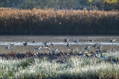 Black-tailed Godwit, Limosa limosa, flock of birds in flight on a winter morning over the marshes