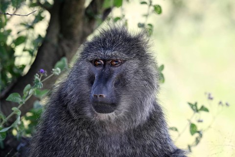 Portrait of Baboon (Papio anubis), female, Serengeti National Park, Tanzania