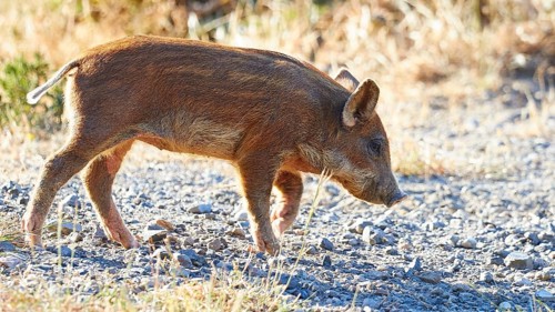 A piglet explores its surroundings, farm animals, Mani Peninsula, Peloponnese, Greece