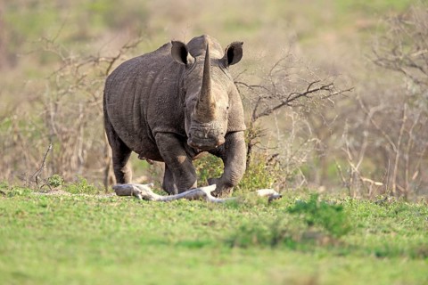 White rhino, white rhino (Ceratotherium simum), adult, foraging, Hluhluwe Umfolozi National Park,