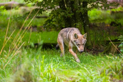 An adult male Eurasian gray wolf (Canis lupus lupus) runs through a forest