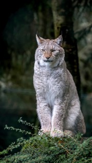 A majestic Eurasian Lynx stands alert in its natural, densely wooded habitat, showcasing its