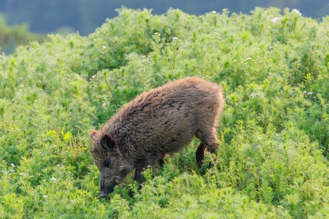 A wild boar (Sus scrofa) runs across a field of wild chamomile (Matricaria chamomilla). Bavaria,