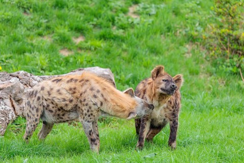 Two adult spotted hyenas (Crocuta crocuta), one male and one female, display courtship behavior